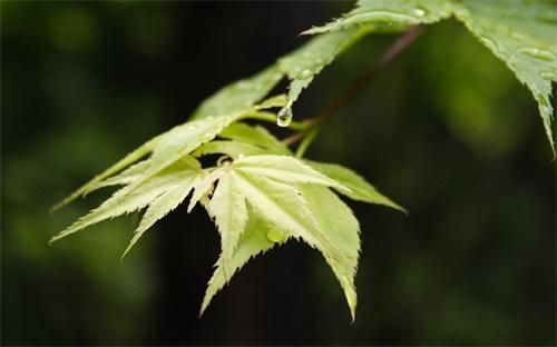 长期喝有茶叶的茶水会对身体造成影响吗，和白水相比如何？