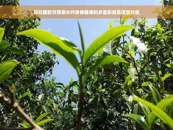 探究睡前饮用茶水对身体健康的多面影响及适宜时机