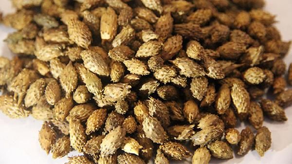 苍耳子治疗鼻炎用生的还是炒的