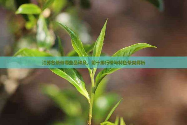 江苏名茶有哪些品种及，前十排行榜与特色茶类解析