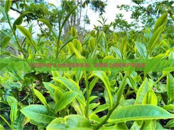 江苏茶叶的十大名茶品种名称,碧螺春上榜家喻户知名茶