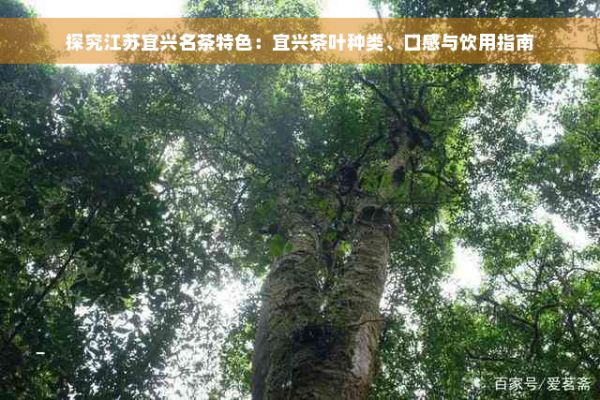 探究江苏宜兴名茶特色：宜兴茶叶种类、口感与饮用指南