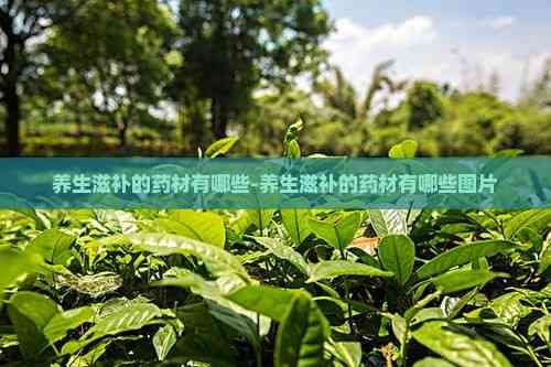 养生滋补的药材有哪些-养生滋补的药材有哪些图片