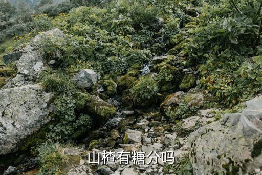 山楂有糖分吗