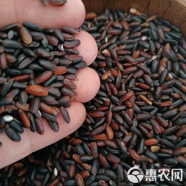 新鲜东北血糯米本地黑糯米纯黑糯米 源地现货 超靓