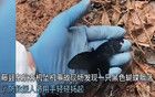 东航3.21空难调查，决定不公开