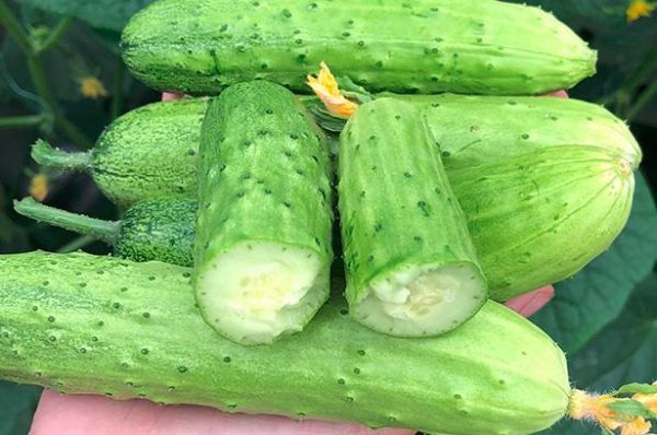 “小青瓜”和“黄瓜”有什么区别？知道后别再乱买了