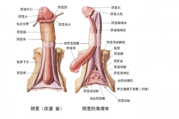 用手过度的海绵体受损怎么恢复