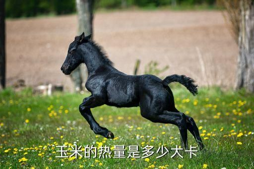 玉米的热量是多少大卡