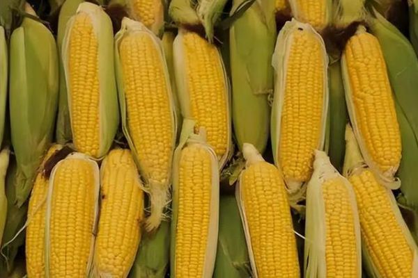 玉米吃出小肚腩？4种“健康”食物藏陷阱，你还敢乱吃吗？