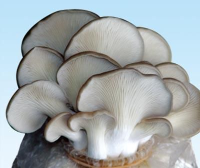人生最重要的十大健康食物
