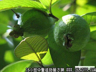 中药大全：番石榴