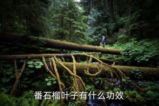 番石榴叶子有什么功效