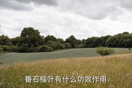 番石榴叶有什么功效作用