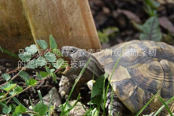乌龟怎么爬行？探索它们缓慢而坚韧的爬行方式与技巧