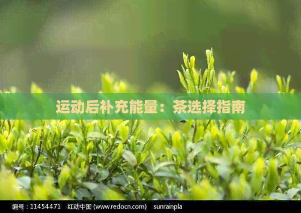 运动后补充能量：茶选择指南