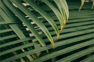 中考营养健康食谱 吃什么对身体好