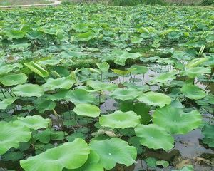 荷葉采摘的最佳時間（如何選取最適合采摘荷葉的時間）