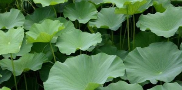 荷葉采摘的最佳時間（如何選取最適合采摘荷葉的時間）