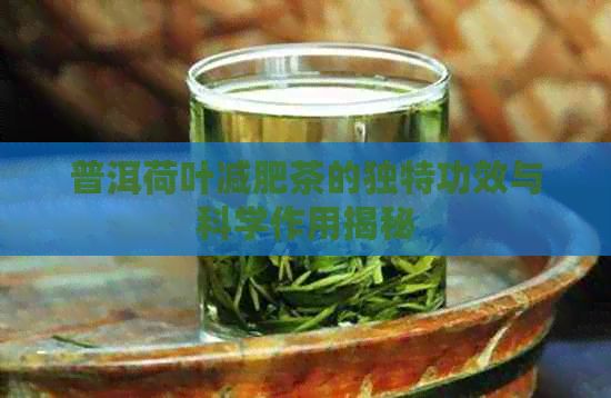 普洱荷葉減肥茶的獨(dú)特功效與科學(xué)作用揭秘