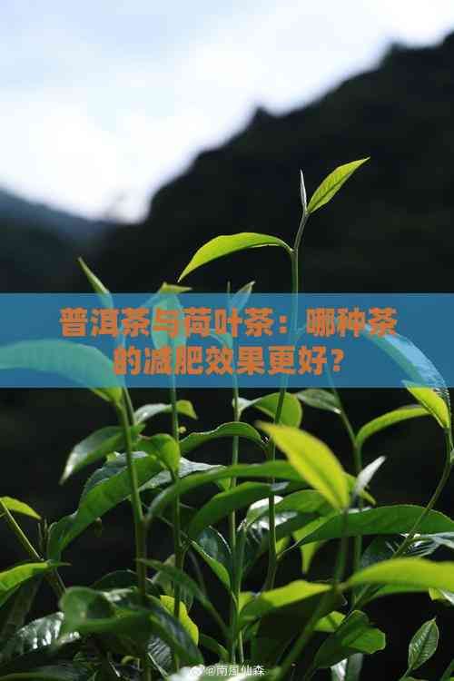 普洱茶與荷葉茶：哪種茶的減肥效果更好？