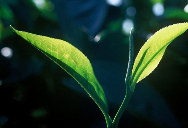 喝減肥茶葉有哪些注意事項(xiàng)_這幾點(diǎn)一定要注意