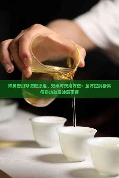 陳皮普洱茶減肥原理、效果與飲用方法：全方位解析其瘦身功效及注意事項