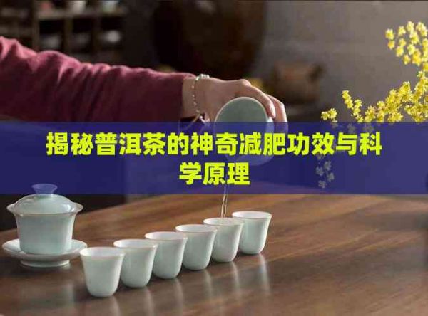 揭秘普洱茶的神奇減肥功效與科學(xué)原理