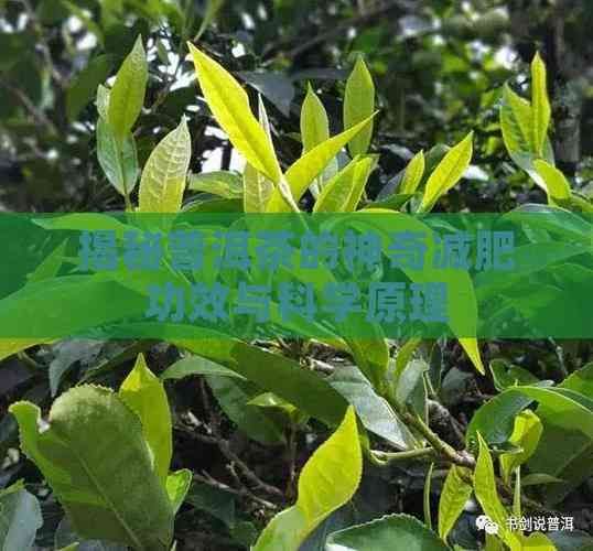 揭秘普洱茶的神奇減肥功效與科學(xué)原理