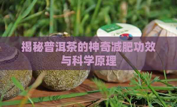 揭秘普洱茶的神奇減肥功效與科學(xué)原理