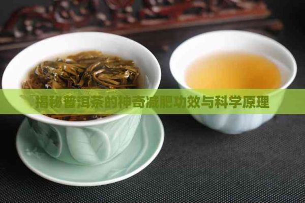 揭秘普洱茶的神奇減肥功效與科學(xué)原理