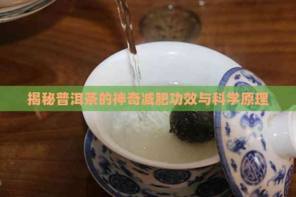 揭秘普洱茶的神奇減肥功效與科學(xué)原理
