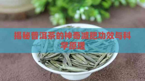 揭秘普洱茶的神奇減肥功效與科學(xué)原理
