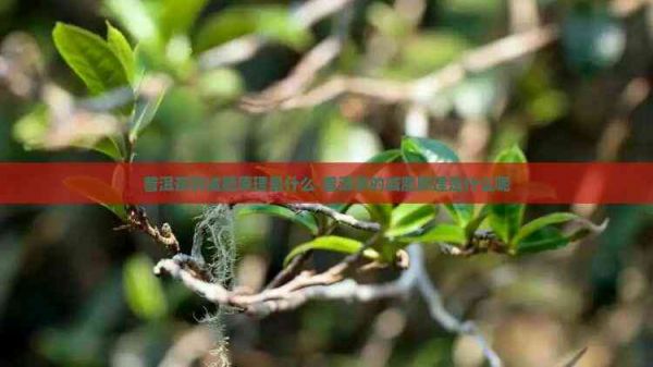 普洱茶的減肥原理是什么-普洱茶的減肥原理是什么呢