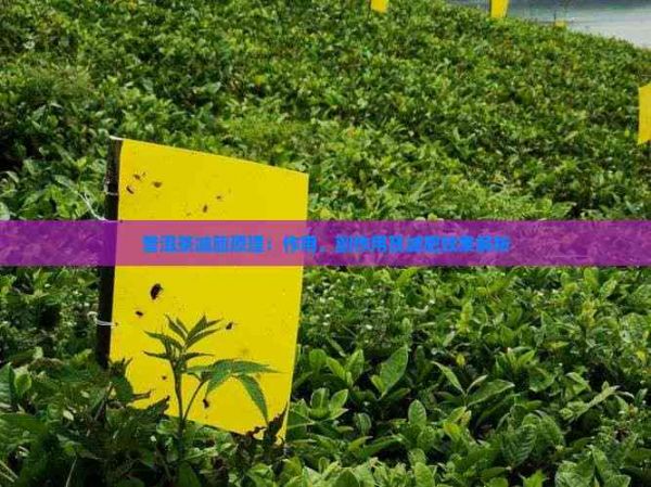 普洱茶減脂原理：作用、副作用及減肥效果解析