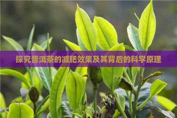 探究普洱茶的減肥效果及其背后的科學(xué)原理