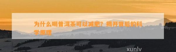 為什么喝普洱茶可以減肥？揭開背后的科學原理