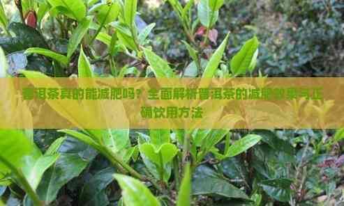 普洱茶真的能減肥嗎？全面解析普洱茶的減肥效果與正確飲用方法