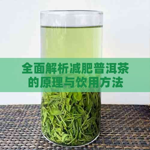 全面解析減肥普洱茶的原理與飲用方法