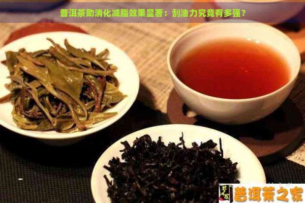 普洱茶助消化减脂效果显著:刮油力究竟有多强?