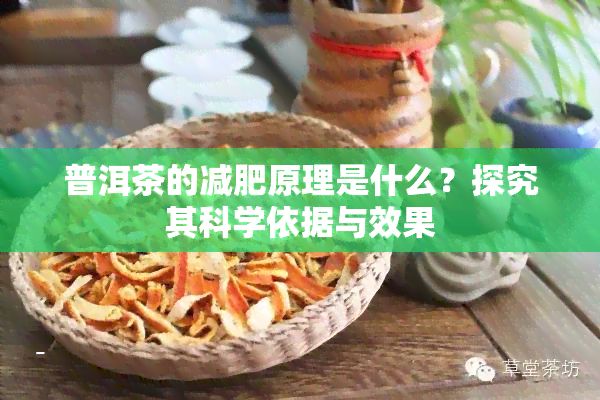 普洱茶的减肥原理是什么？探究其科学依据与效果