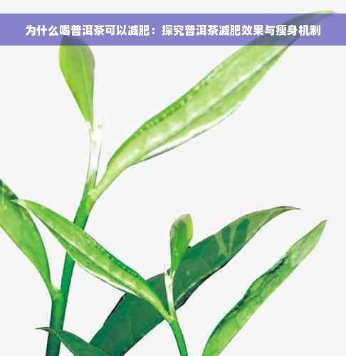 為什么喝普洱茶可以減肥：探究普洱茶減肥效果與瘦身機(jī)制