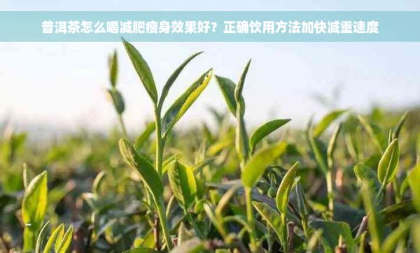 普洱茶怎么喝減肥瘦身效果好？正確飲用方法加快減重速度