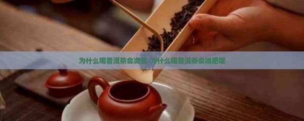 為什么喝普洱茶會減肥-為什么喝普洱茶會減肥呢