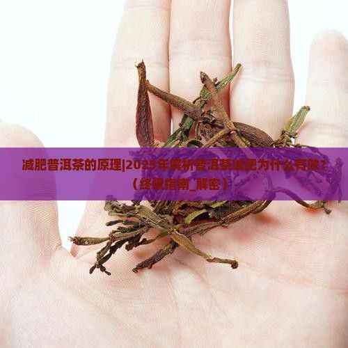 減肥普洱茶的原理