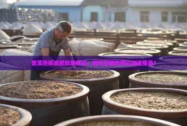 普洱熟茶減肥效果探究：如何正確飲用以加速瘦身？