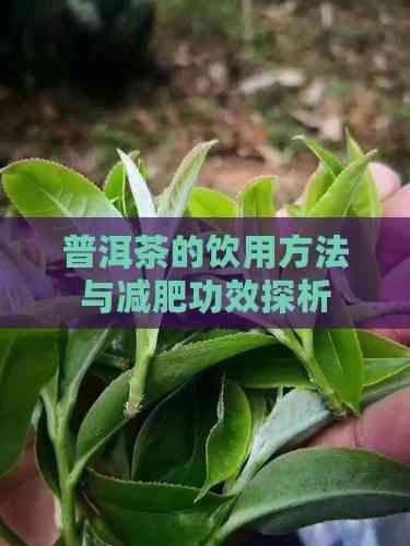 普洱茶的飲用方法與減肥功效探析