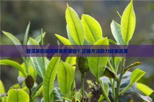 普洱茶的減肥效果有哪些？正確方法助力健康減重