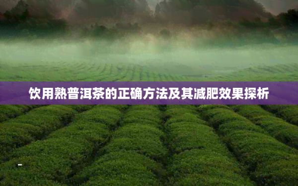 飲用熟普洱茶的正確方法及其減肥效果探析