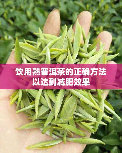 飲用熟普洱茶的正確方法以達到減肥效果